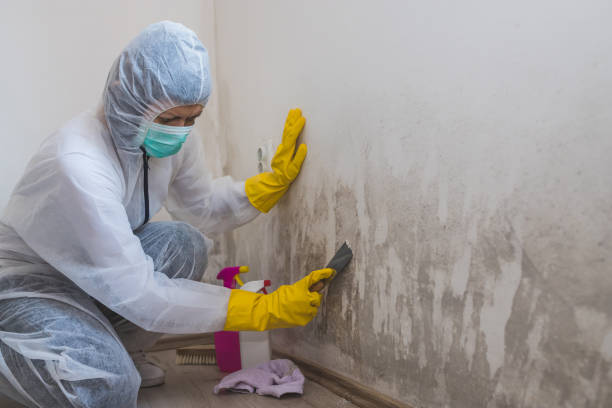 Attic Mold Removal in Waynesboro, TN