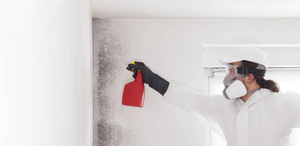 Best Mold Removal Specialists  in Waynesboro, TN