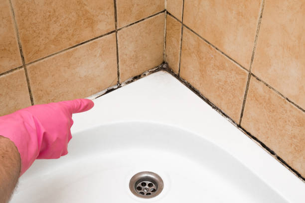 Best Attic Mold Removal  in Waynesboro, TN